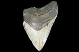 Bargain, Fossil Megalodon Tooth - North Carolina #101304-1